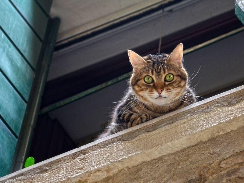 Instalação de Redes de segurança em São Luís