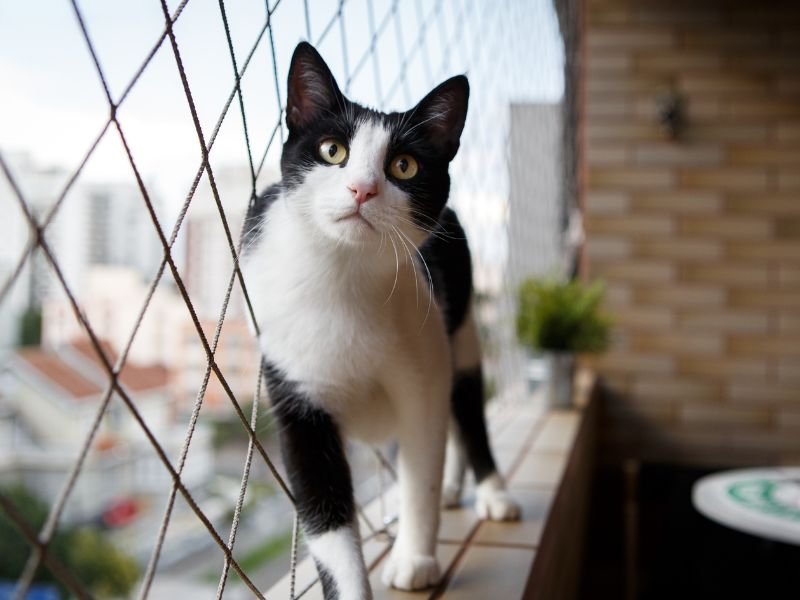 Telas de proteção para Gatos em São Luís