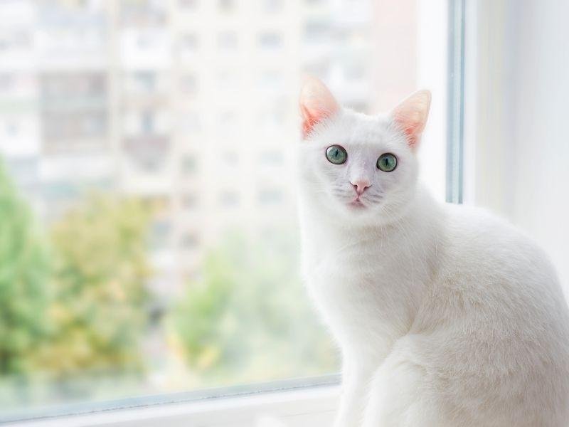 Redes de proteção industrial em São Luís