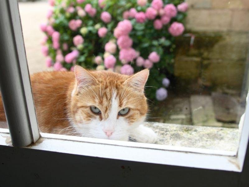 Telas de proteção para pets em São Luís