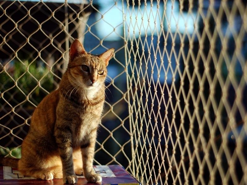 Redes de segurança para Sacadas em São Luís