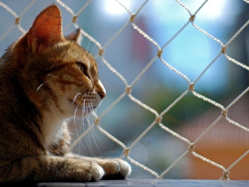 Tela de segurança de alta resistência em Maracanã, São Luís